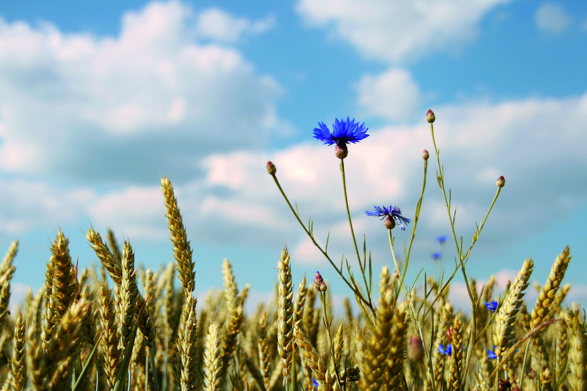 Cornflower